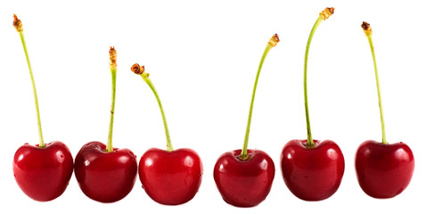 Bing Cherries in a Row on white background. 