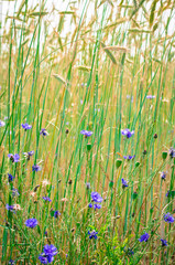 Obraz premium corn-flower in wheat field