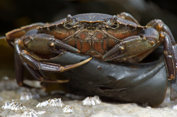 Green Shore Crab (carcinus maenus)