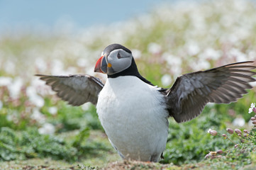Atlantic Puffin (Alca Arctica)