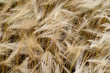 wheat field