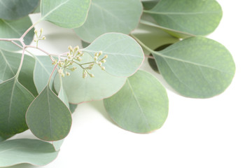 Eucalyptus Leaves and Buds Series