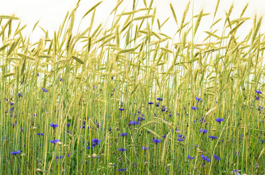 corn-flower in ripe wheat