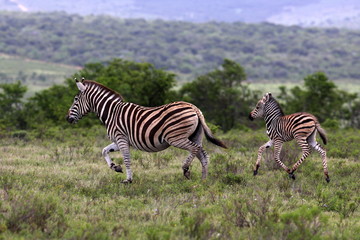 A female zebra and her fowl in this image.