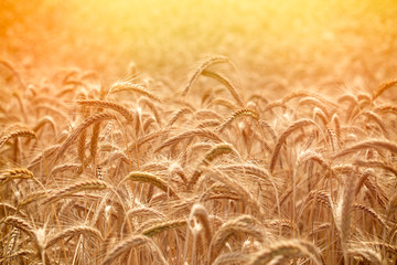 Field of wheat in the late afternoon - 85269681