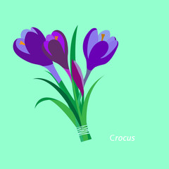 Spring flowers. Crocus, saffron. Flet design. Vector © Katerina