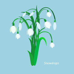 Spring flowers. Snowdrops. Flet design. Vector © Katerina