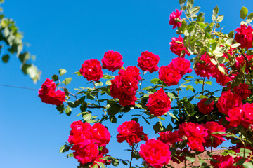 rose against the blue sky