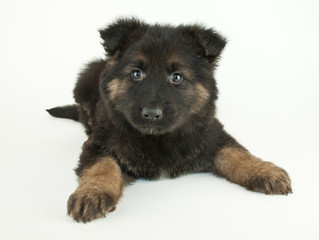 German Shepherd Puppy