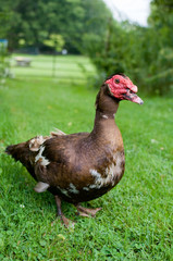muscovy duck