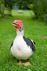 muscovy duck