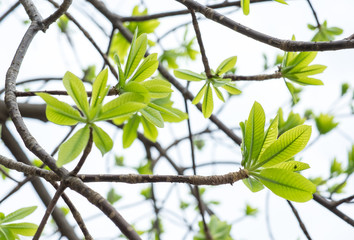 Cannonball leaf on tree,nature background.