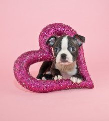 Puppy Love