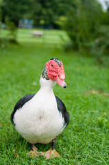 Muscovy duck