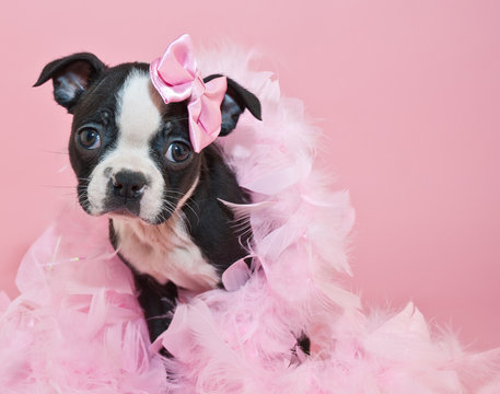 Pretty In Pink