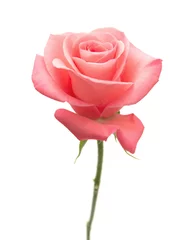Crédence de cuisine en verre imprimé Roses gentle pink rose