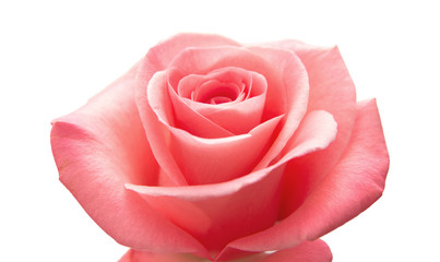 gentle pink rose
