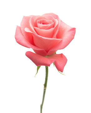 Fototapeta gentle pink rose