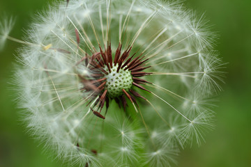 Dandelions Outdoors