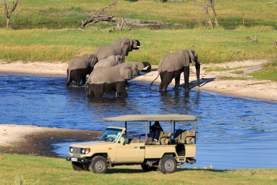 Fototapeta Safari