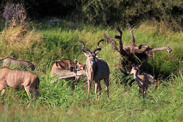 Naklejka premium Kudus