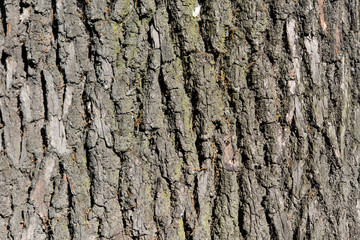Bark of Elm