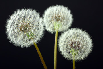 Dandelion on a black background
