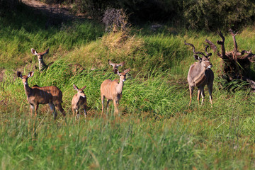 Kudu