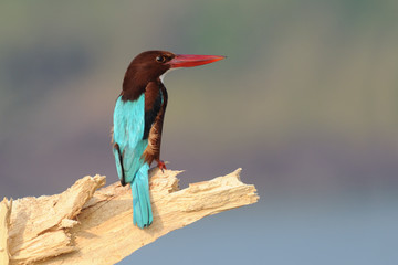 White-breasted Kingfisher on Goa Beach in India