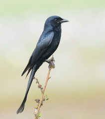 Fototapeta premium Black Drongo in Goa, India