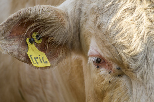 eye and ear of large bull