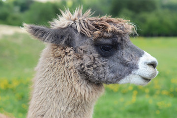 Obraz premium Wooly Alpacca 