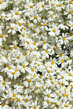 abundant flowering of Tanacetum ptarmiciflorum