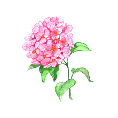 Watercolor pink hydrangea