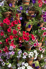 Multi-color variety of Petunias in street floral arrangement 
