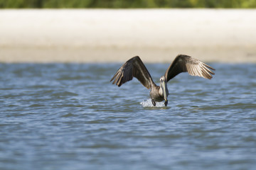 Brown Pelican at takeoff