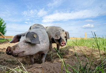 Wühltrieb  - Schweine auf der Weide wühlen im Boden