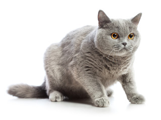Obraz premium British Shorthair Cat