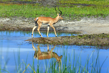 Impala