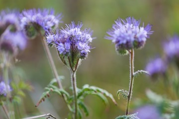 Phacelia flowers