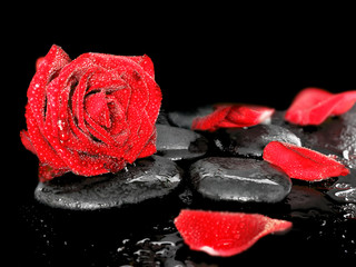 Panele Szklane Podświetlane  czerwona róża