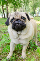 Fototapeta premium Pug stay in park. Street photo