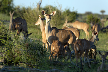 Kudus