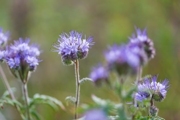 Phacelia flowers