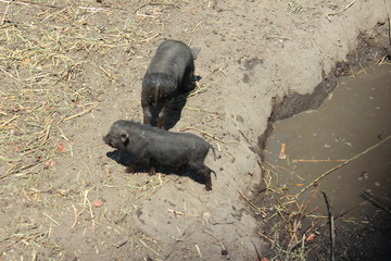 little pigs