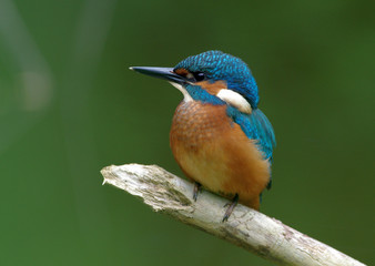 Kingfisher on abranch 25