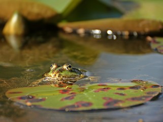 Teichfrosch (Pelophylax esculentus) an Seerosenblatt mit Fliege