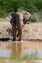 Obraz premium Elefant am Wasserloch