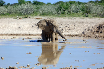 Obraz premium Elefant am Wasserloch