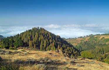 Inland Gran Canaria, view over the tree tops towards cloud cover